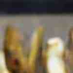 navajas a la plancha