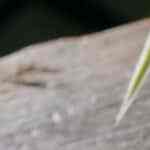 palmeras de chocolate