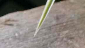 palmeras de chocolate