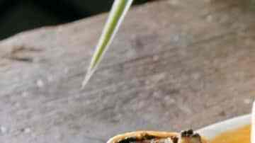 palmeras de chocolate