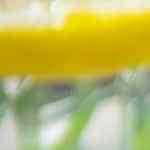 Papas fritas con queso cheddar