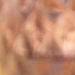 pechuga de pollo rellena de guacamole