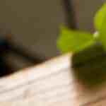 pimientos verdes rellenos con queso