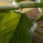 pastel frío de atún