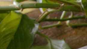 pastel frío de atún