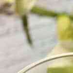 crema de maíz y chocolate