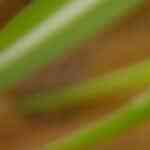 helado de piña colada