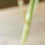 Chocolate caliente con menta