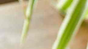 Chocolate caliente con menta