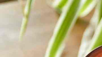 Chocolate caliente con menta