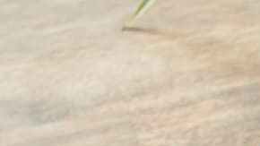 ensalada de pollo con pepino y aguacate