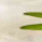 Hot cakes con peanut butter, chocolate y berries