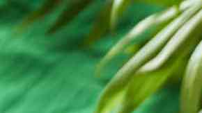 Licuado de nopal con piña