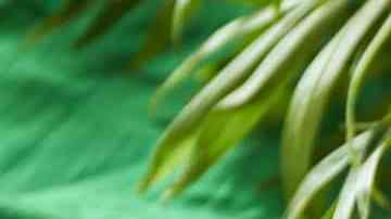 Licuado de nopal con piña