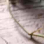 Pinchito de pollo con calabacín y bacon