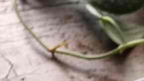 Pinchito de pollo con calabacín y bacon