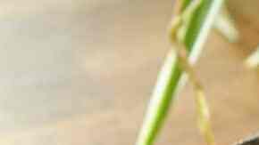 ensalada de higos con tocino crudo