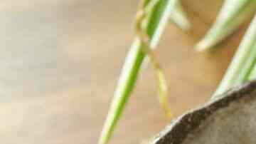 ensalada de higos con tocino crudo