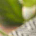 nopales asados con queso panela