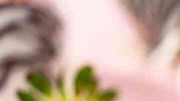 Fresas bañadas en chocolate