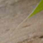 Langostinos a la Gabardina