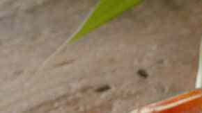 Langostinos a la Gabardina