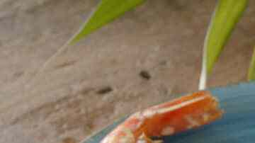 Langostinos a la Gabardina