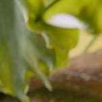 Tiradito de cerdo en salsa de hongos