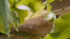 Tiradito de cerdo en salsa de hongos