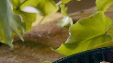 Tiradito de cerdo en salsa de hongos