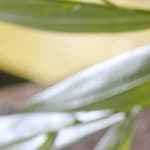 Yogurt, cereza y avena caramelizada