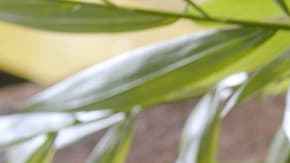 Yogurt, cereza y avena caramelizada