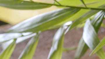 Yogurt, cereza y avena caramelizada