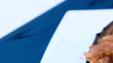 berenjenas rellenas de atún