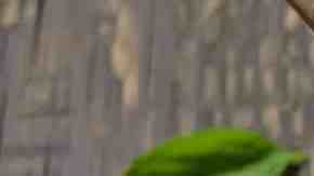 frijoles en olla de presión