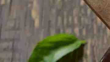 frijoles en olla de presión