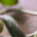 Granizado de Sandía con Chocolate