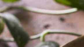 Granizado de Sandía con Chocolate