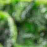 Lomo de res en salsa de vino tinto