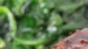 Lomo de res en salsa de vino tinto