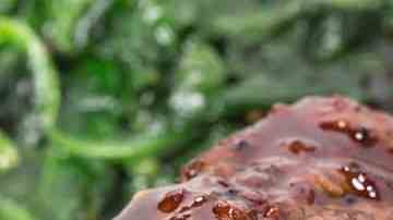 Lomo de res en salsa de vino tinto