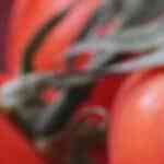 macarrones a la carbonara