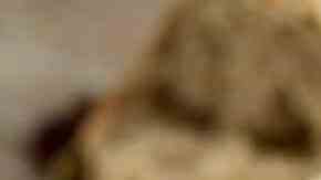 mondonguilles a la catalana