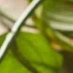 tacitas de lechuga con pollo a la miel