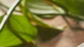 tacitas de lechuga con pollo a la miel