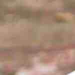 Alitas de pollo al vino