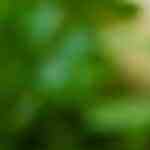 Calabacines a la plancha