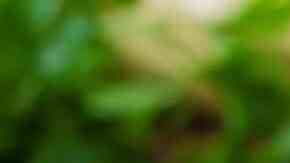 Calabacines a la plancha