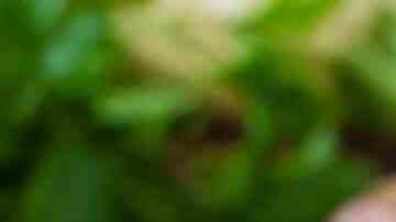 Calabacines a la plancha