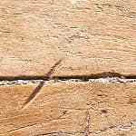 tortilla de patatas con huevo y picada de ajo